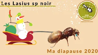 Diapause chez mes Lasius