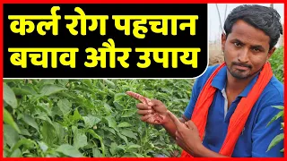 मिर्च के मुरोड़िया रोग के घरेलू उपचार - Leaf Curl Virus Attack and Control | बोकड्या (चूरडा-मूरडा)