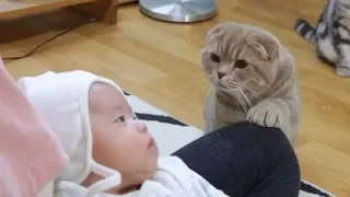 Cats Meeting Babies for the FIRST Time Compilation