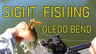 Sight Fishing on Toledo Bend