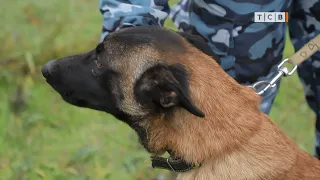 От щенка до собаки-штурмовика. Воспитание служебной собаки