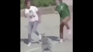 Cat Whipping and Nae Nae MEME 216.mp3