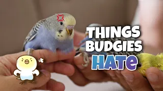 10 Things Budgies Absolutely Hate and How to Avoid Them