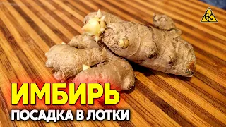 Как посадить имбирь дома, выращивание на подоконнике в лотках