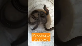 deadly Eel with salt