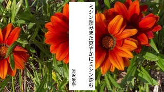 【俳句さんぽ・第87回】爽やか（秋）主観の季語に何を組み合わせるか🤫