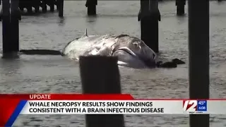 Necropsy performed on whale that washed ashore in Wakefield