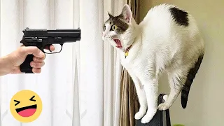 New Funny Animals 2023 😂 Funniest Cats and Dogs Videos #87