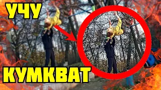 Выучил КУМКВАТ!!!