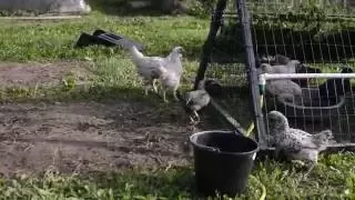 Содержание куриц. Удобный способ кормление травой.