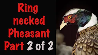 Pheasant Taxidermy, Part 2-2. Posing. Art of Taxidermy