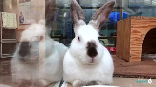 California Becomes First State to Ban Retail Sale of Rabbits, Dogs and Cats