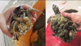 Rescue Sea Turtles, Removing Barnacles from Poor Sea Turtles