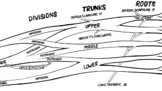 The Brachial Plexus- Animated Review [HD]