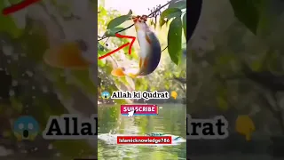 Allah ki qudrat ka nazara | Allah hu akbar | #allah #shorts #shortfeed #viral #Miracle #islam #fish
