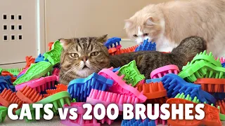 Cats vs 200 Brushes | Kittisaurus