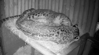 Snow Leopards have the CUTEST cuddles!