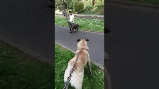 kangal vs cane corso