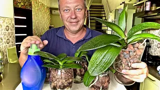 обзор ОРХИДЕЙ и ВНЕКОРНЕВОЕ КОРМЛЕНИЕ орхидеи в закрытой посадке