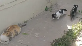 Abandoned Kitten Want To Be Adopt By Street Cat But Both Cats Are Scared