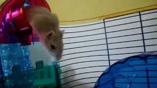 gerbil jump