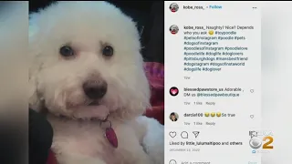 Employees Facing Charges After Dog Dies During Grooming Visit