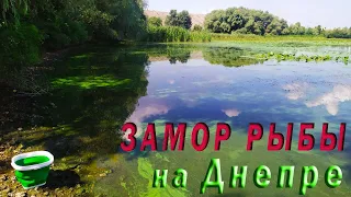 Замор рыбы на реке Днепр 31.07.2021