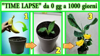 "TIME LAPSE" BANANA BIRTH AND GROWTH FROM 0 TO 3 YEARS, how to give birth to a banana from FREE