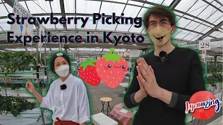 All-you-can-pick Strawberry farm experience in Kyoto