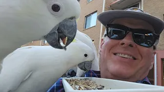 The usual flockeration, then a second wave of troublemakers. Wild cockatoos