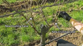 The basics of pruning a grapevine part 3: Cane pruning