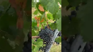 сбор винограда