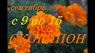 СКОРПИОНЫ. С 9 по 15 СЕНТЯБРЯ 2019 г. ПРОГНОЗ на НЕДЕЛЮ.