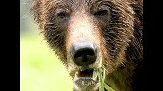 The Brown Bear Funnel That Ended At Danny High's House