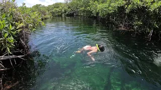 Snorkeling in Casa Cenote Mexico | A Crocodile lives in the Cenote