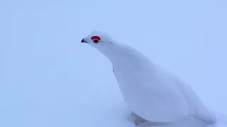 Riekko mukana hiihtoreissulla