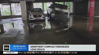 Apartment complex terrorized in Long Beach