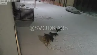 Бродячие собаки напали на домашнего пса. Иркутск, Хрустальный парк, д. Новолисиха.