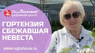 Гортензия «Сбежавшая невеста»