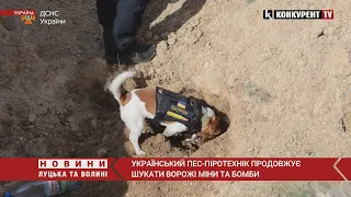 Талісман чернігівських піротехніків: пес Патрон продовжує розміновувати українську землю