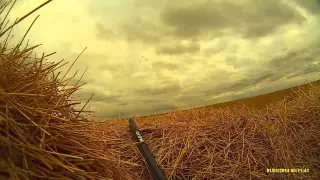 Охота на гуся и утку на полях в Казахстане