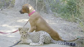 The Two Most Unlikely Friends Are So Adorable Together