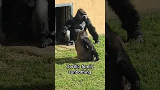 Silverback #gorilla #family #sunbathing #zoo