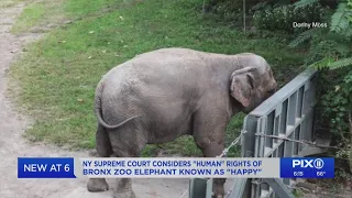 NY Supreme Court considers 'human' rights of Bronx Zoo elephant