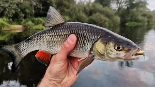 Этот малыш сводит белого хищника с ума 😱 Стикбейт Herakles Waving 40SS