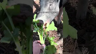 This Overlooked Benefit of Daikon Radish  #pasturedpigs #covercrops #soilhealth