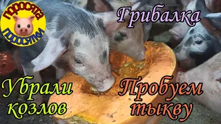 Поросята и тыква//Убрали козлов//Посылка//Рядовка лиловоногая//