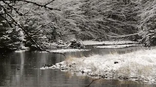 Михайло Плосковітов. "У свята"