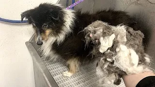 MASSIVE Sheltie UNDERCOAT Removal