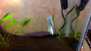 New 5 Gallon Betta Tank Set Up (READ DESCRIPTION)